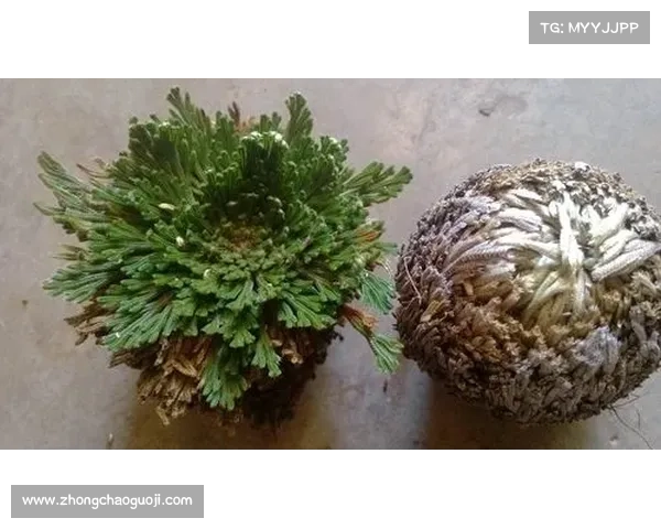 栓狗冠植物的生长特性与生态价值探究及其在园艺中的应用 栓狗冠植物的生长特性与生态价值探究及其在园艺中的应用